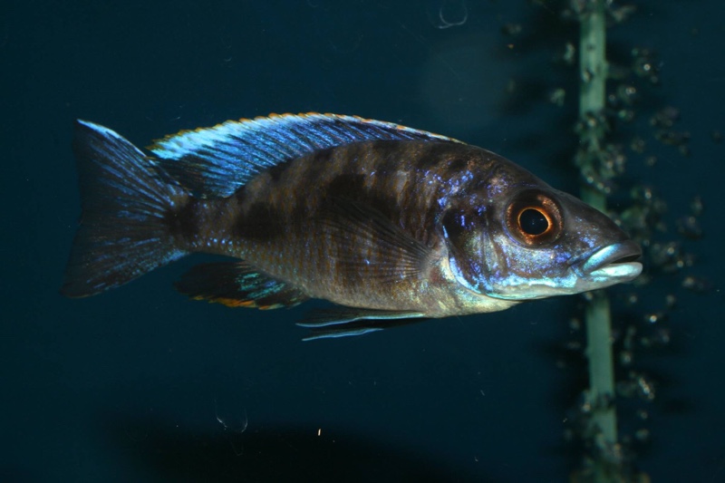 Otopharynx cf. lithobates